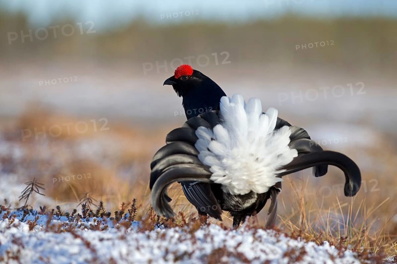 Black grouse