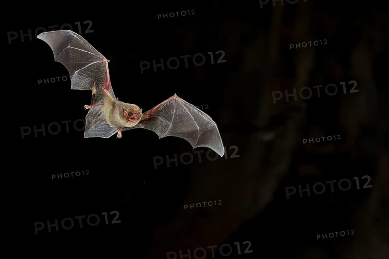 Common bent-wing bat