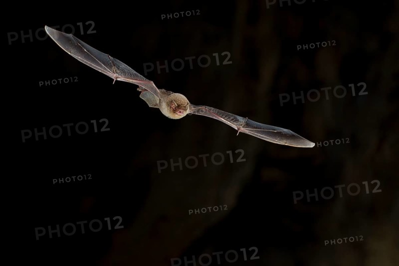 Common bent-wing bat