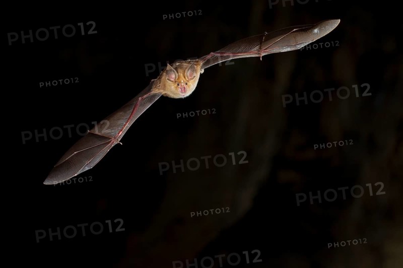 Greater horseshoe bat