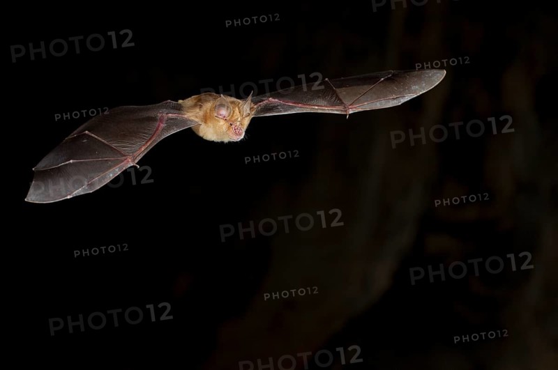 Greater horseshoe bat