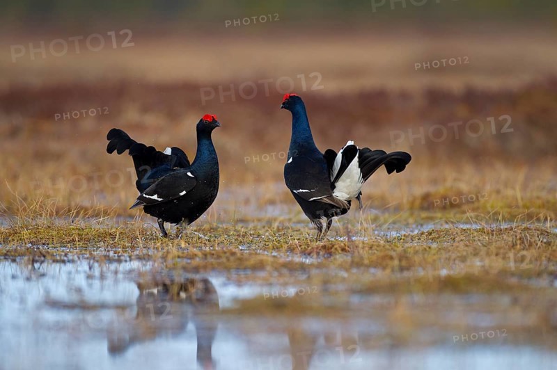 Black grouse