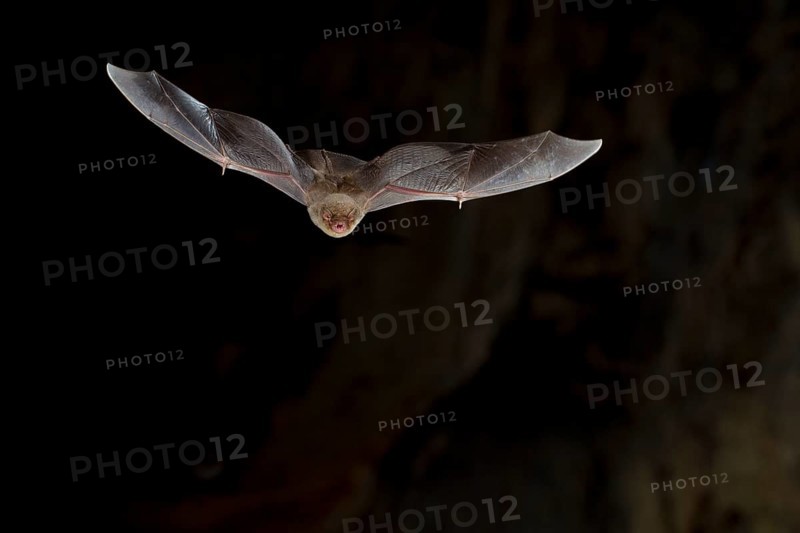 Common bent-wing bat