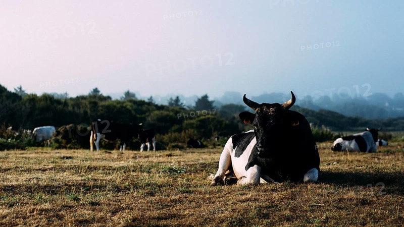 French cattle breed Pie Noir