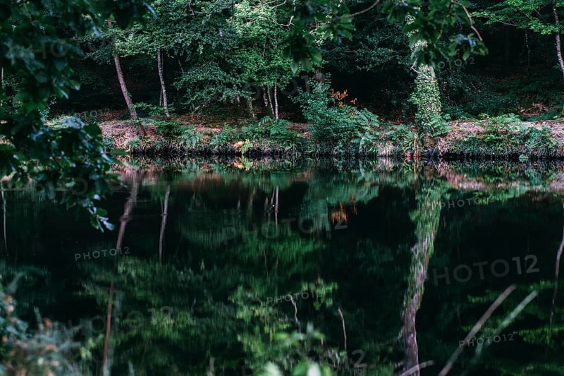 Trees reflected in the water of a lake