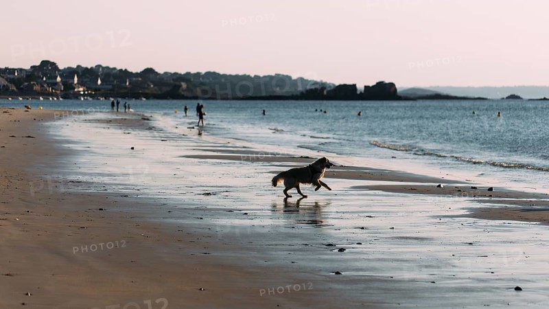 Dog on the beach of Port Blanc in the morning light