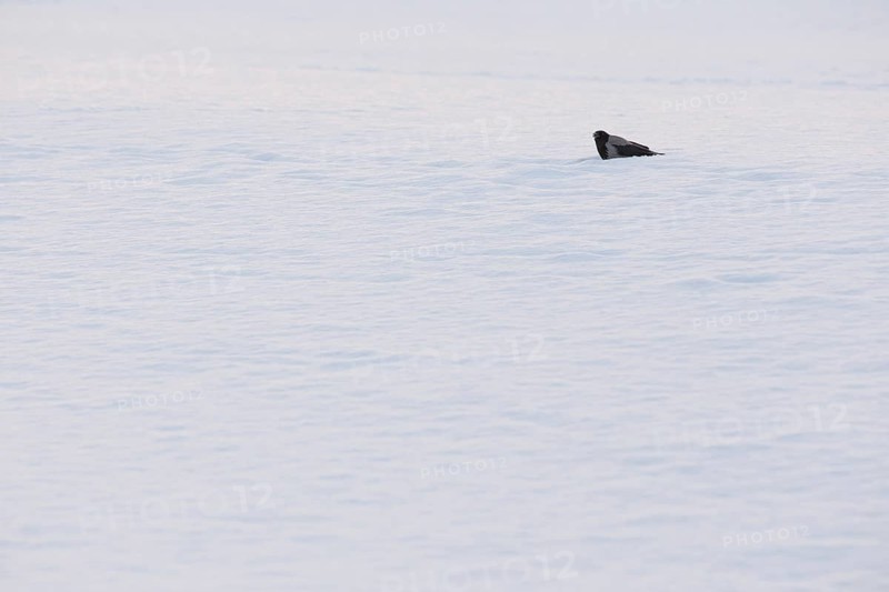Hooded Crow on a Snowy Beach