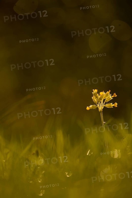 Cowslip in the garden
