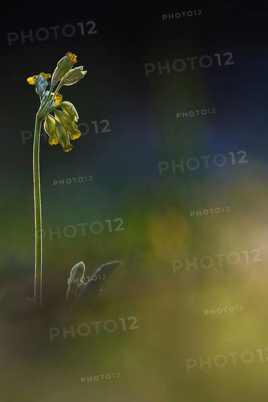Cowslip
