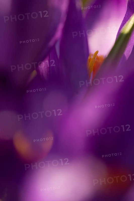 Crocuses in the garden