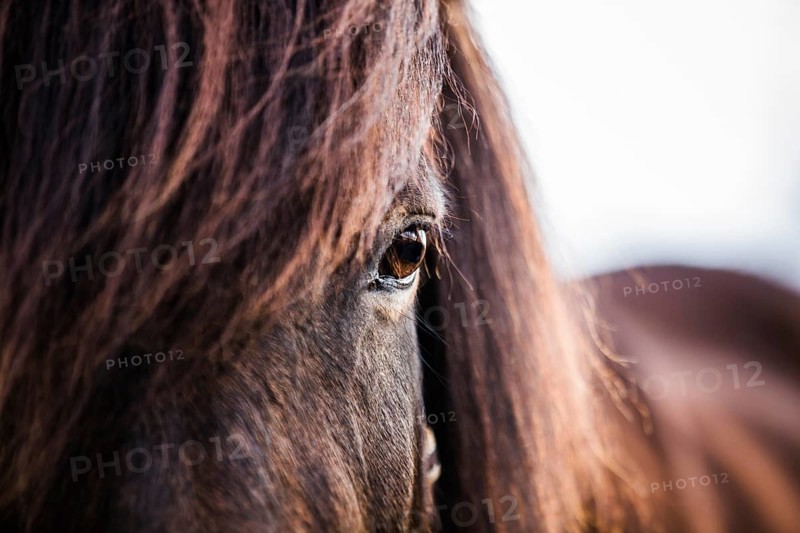 Icelandic Horse