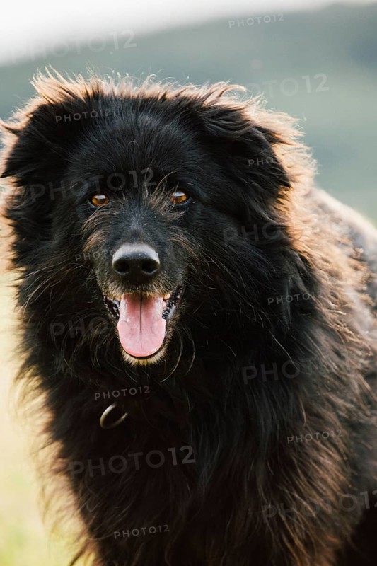 Old German Shepherd Dog