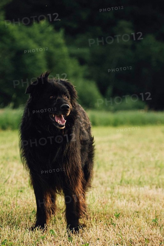 Old German Shepherd Dog