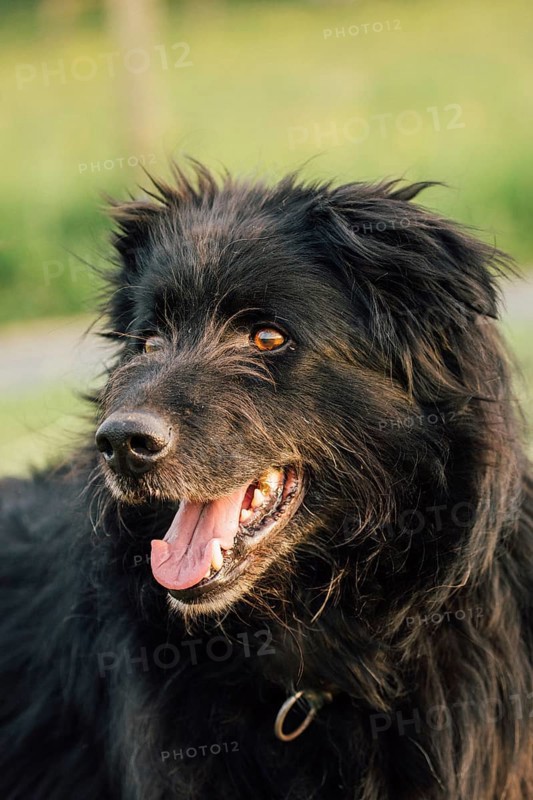 Old German Shepherd Dog