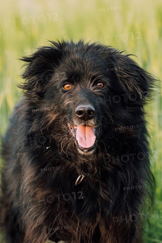 Old German Shepherd Dog