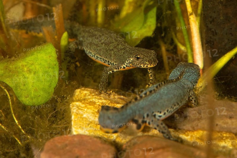 Alpine newt