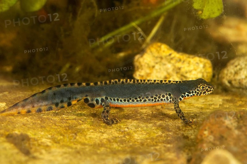 Alpine newt