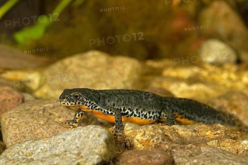 Alpine newt