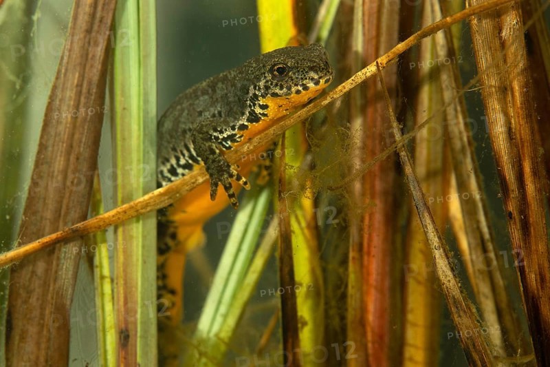Alpine newt