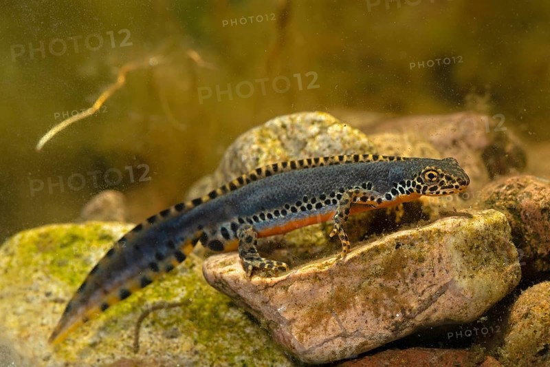 Alpine newt