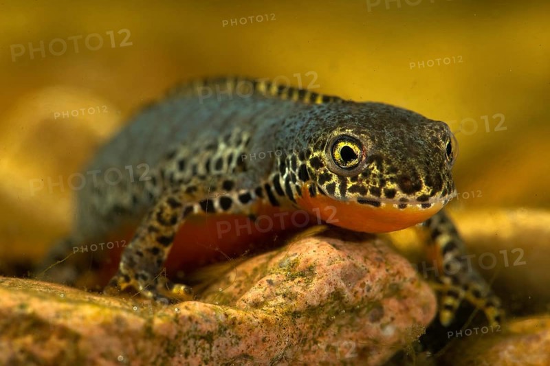 Alpine newt