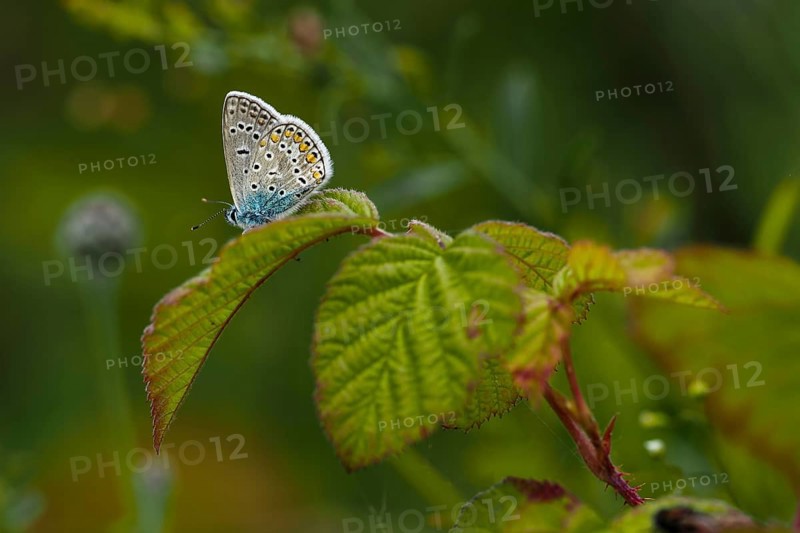 Common blue butterfly,