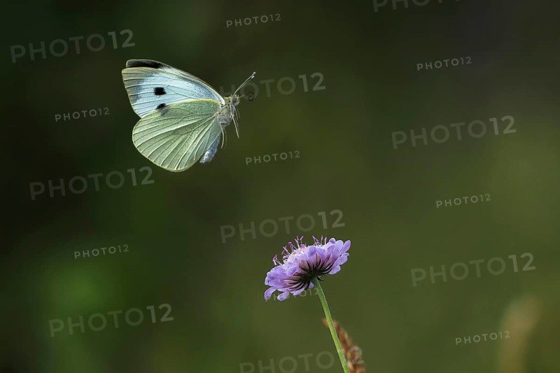 Cabbage butterfly,