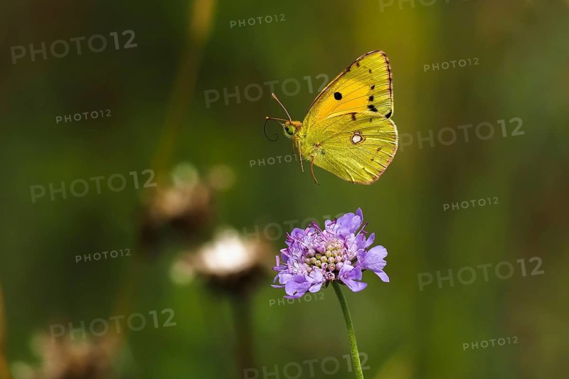 Postillon, also dark clouded yellow