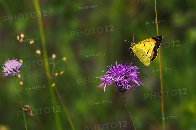 Postillon, also dark clouded yellow