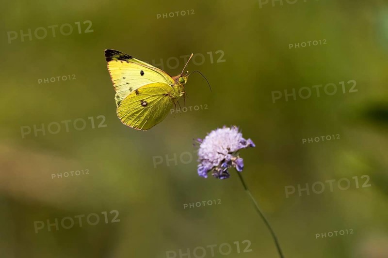 Pale clouded yellow,