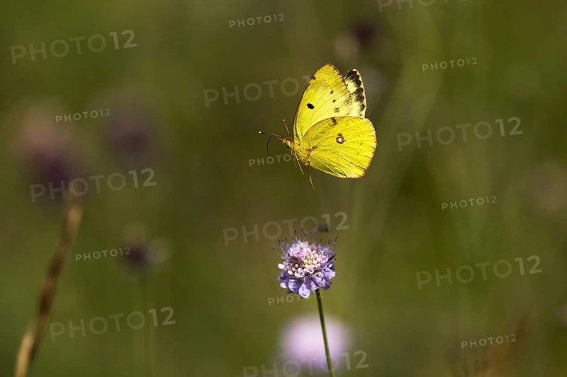 Pale clouded yellow,