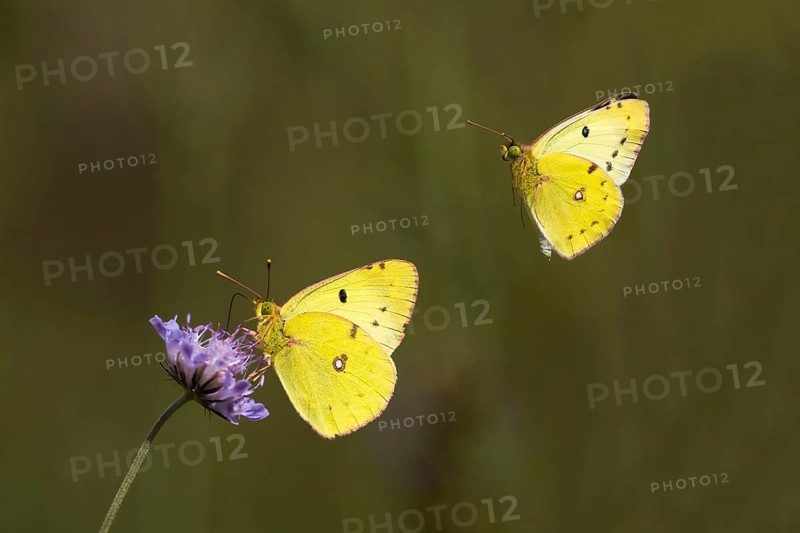 Pale clouded yellow,