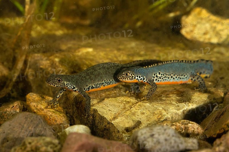 Alpine newt,