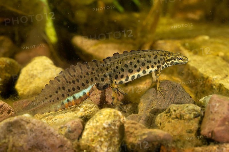 Common newt,