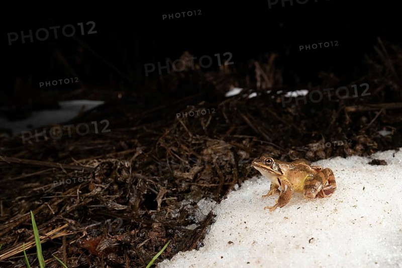 Agile frog,