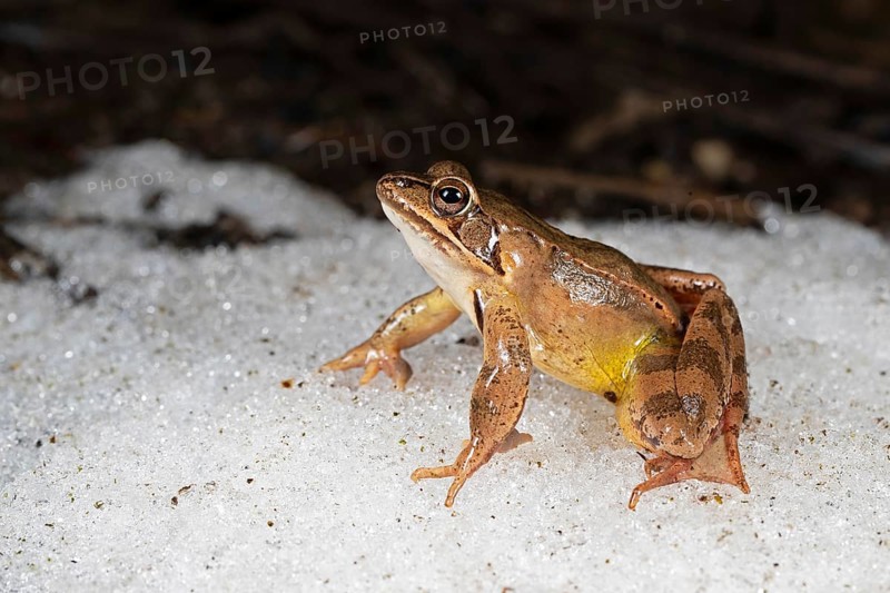 Agile frog,
