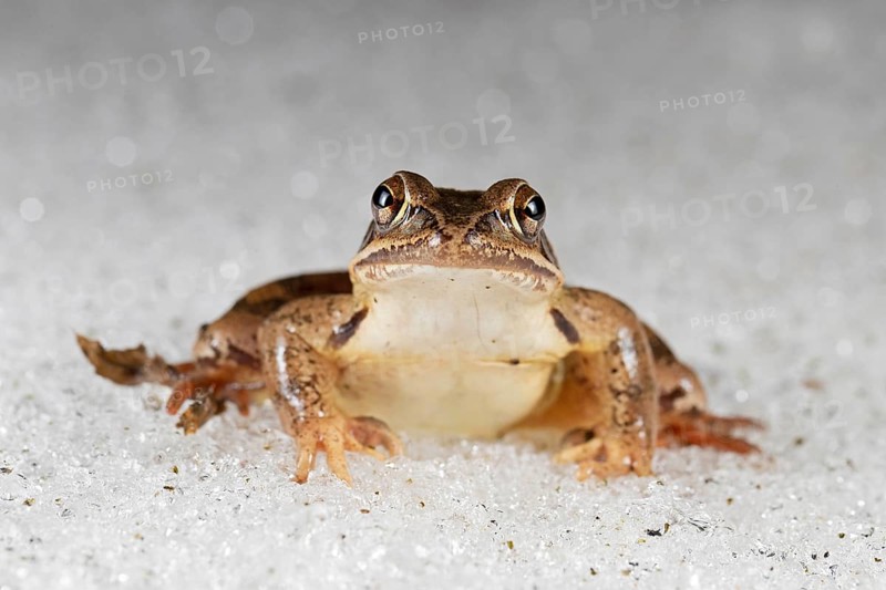Agile frog,
