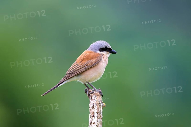 Red-backed Shrike,