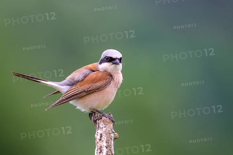 Red-backed Shrike,