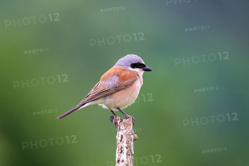 Red-backed Shrike,