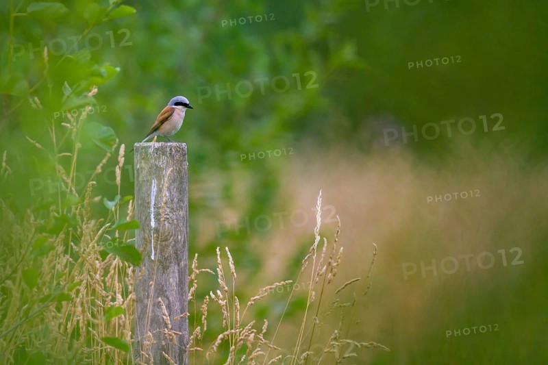Red-backed Shrike,