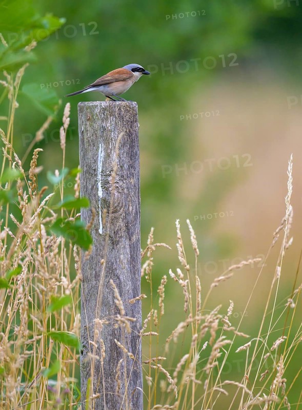 Red-backed Shrike,