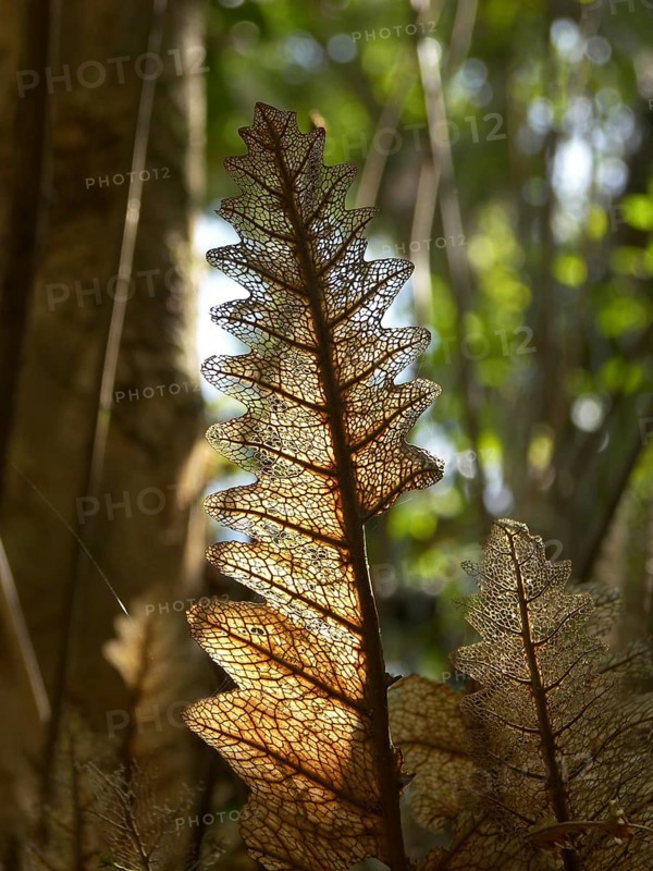 Eaten and weathered leaf in rainforest, Australia -