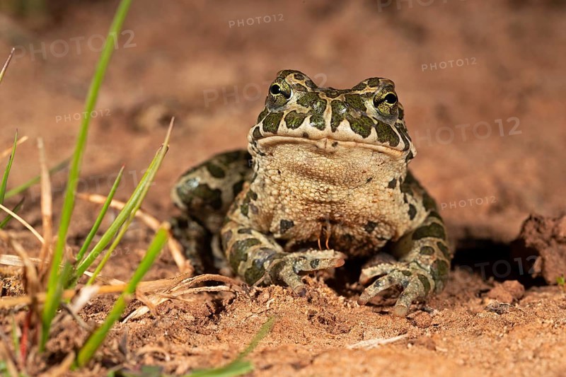European green toad,
