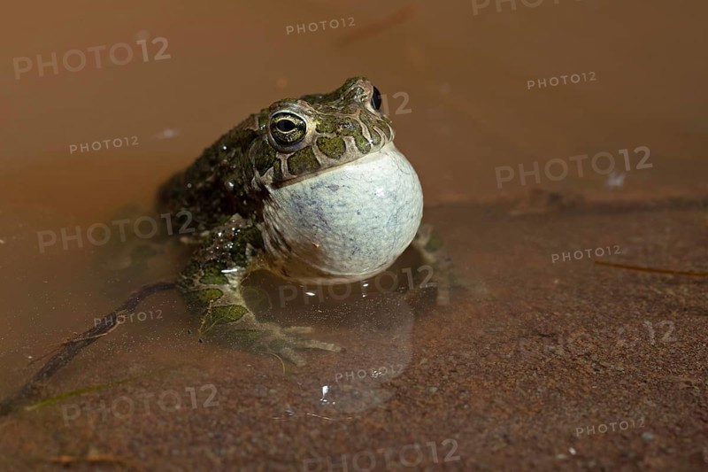 European green toad,