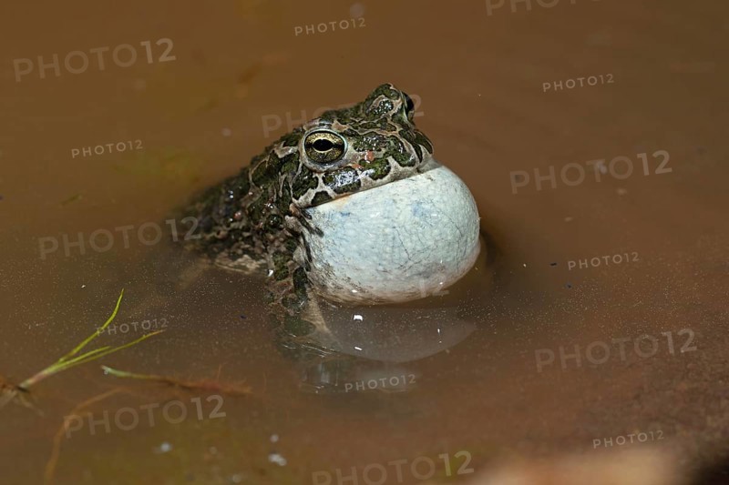 European green toad,