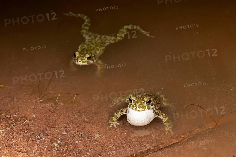 European green toad,
