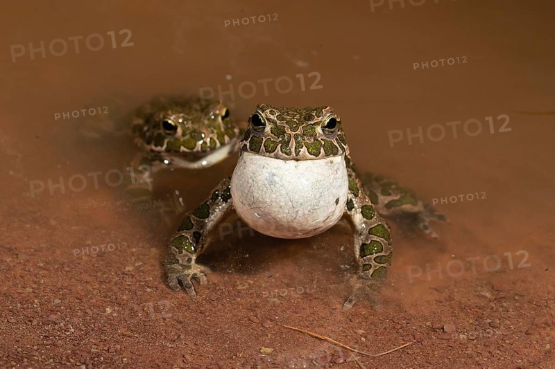 European green toad,