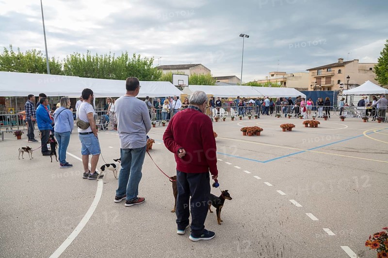 Dog Show at Livestock Market Fair Fira de Sineu, Sineu