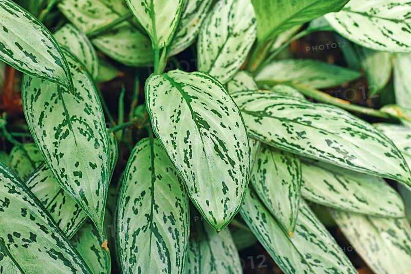 Leaves of tropical 'Aglaonema Commutatum Silver Queen' plant with beautiful silver markings,